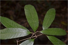 Nothopegia heyneana